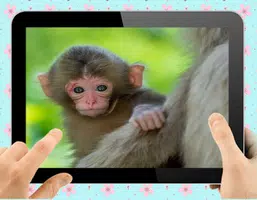 Baby Monkey Screenshot 0