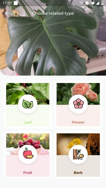 LeafSnap Plant Identification Screenshot 1