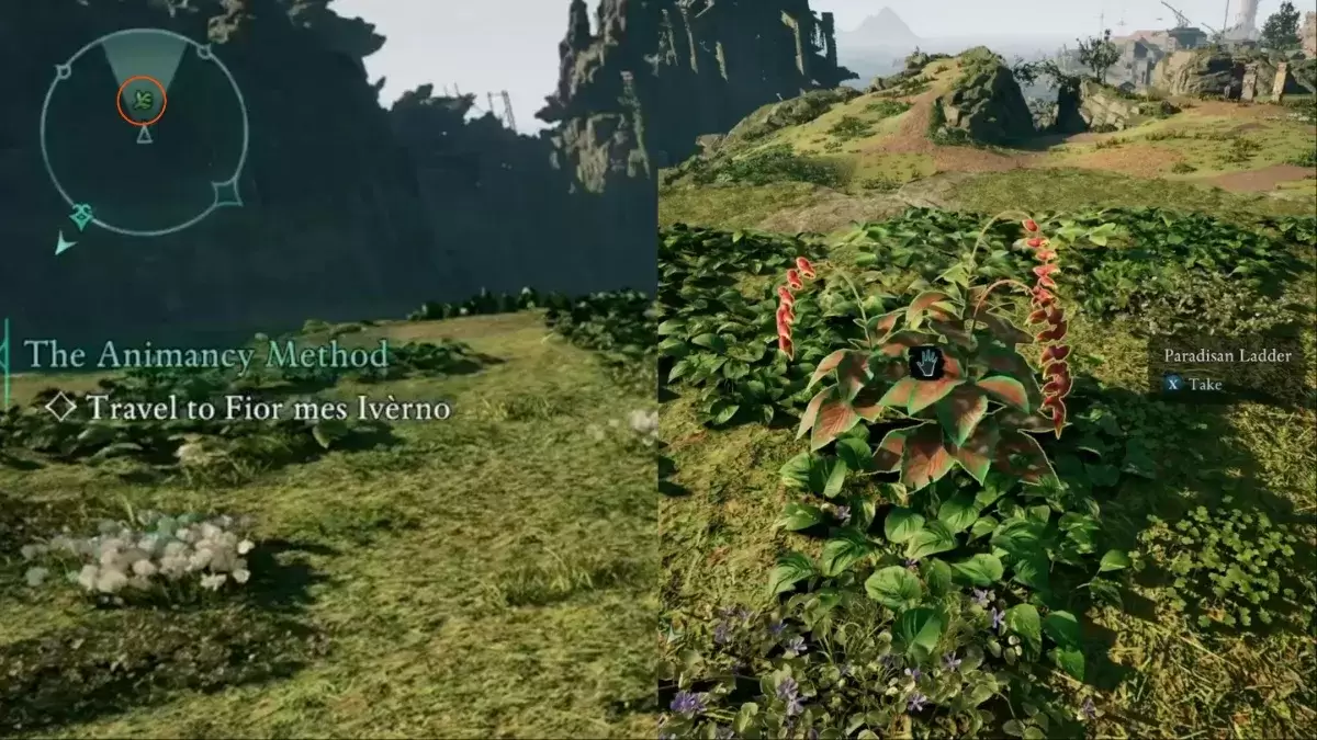 Foraging for Paradisan Ladder
