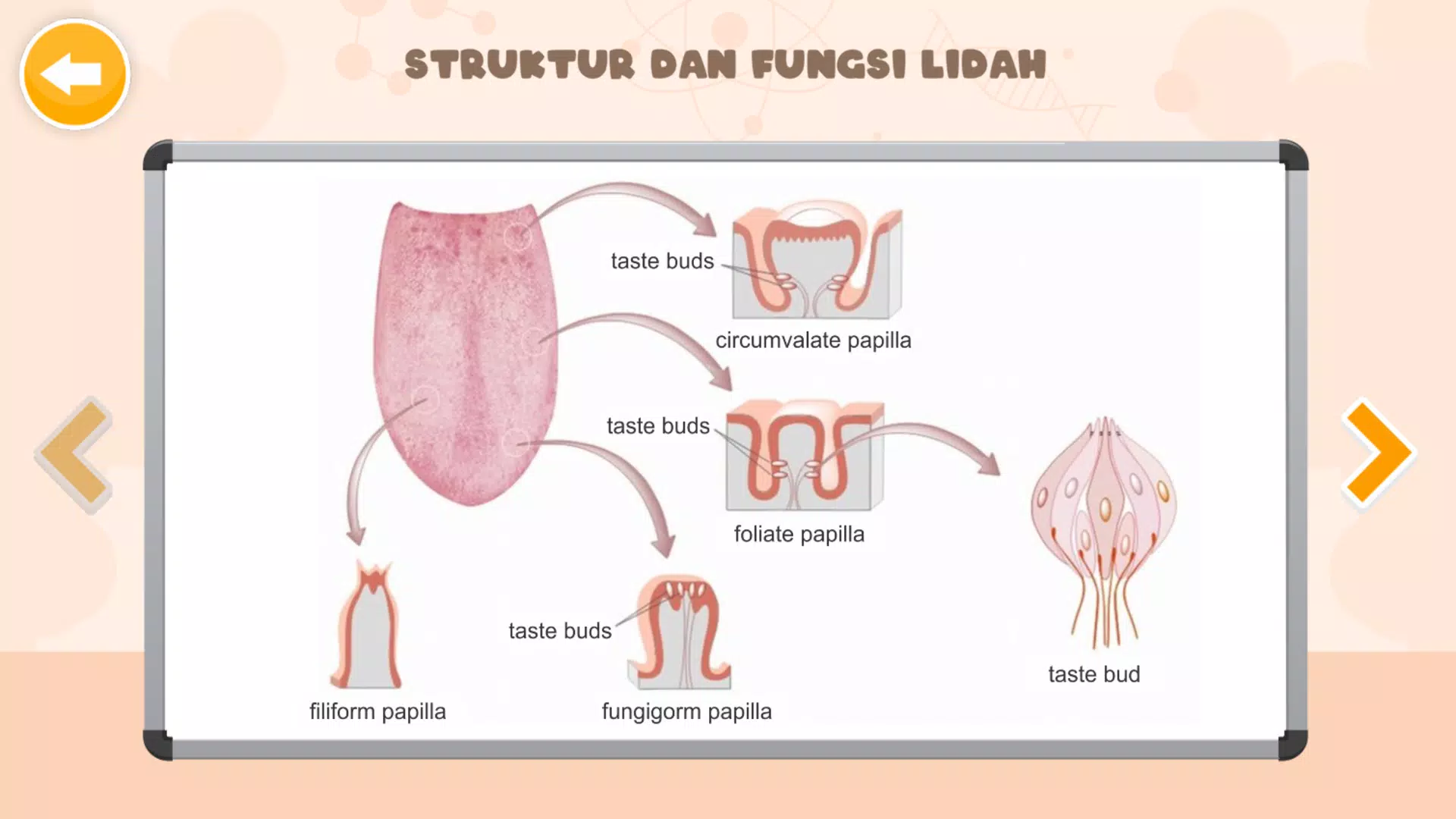 Sistem Indra Manusia Скриншот 3